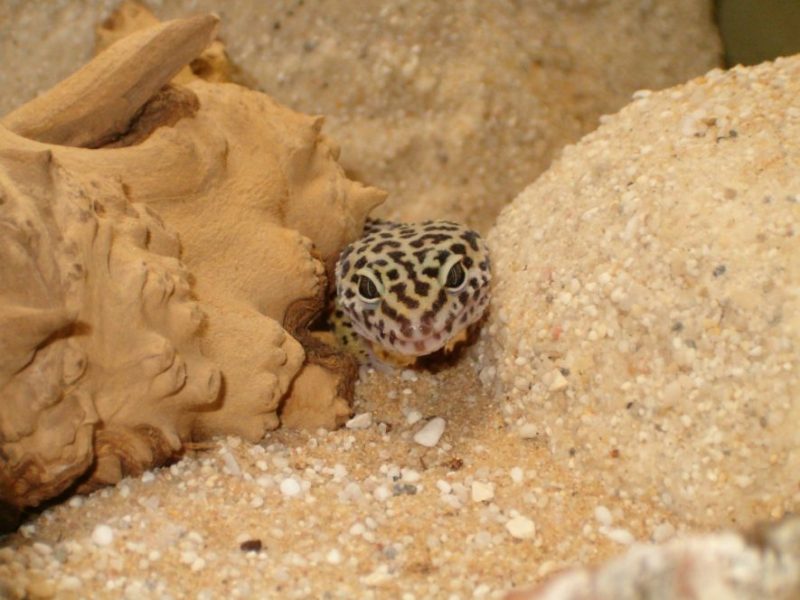 leopard gecko hiding