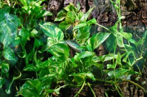 rainforest terrarium plants