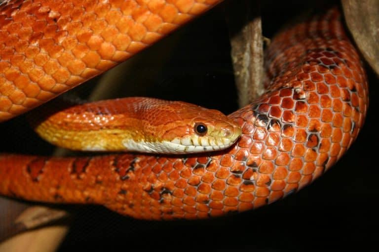 Corn Snake Care Sheet: A Simple (But Complete) Guide For Beginners