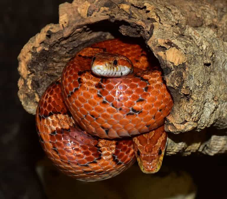 Food for Corn Snakes: A Comprehensive Guide to Nutrition and Feeding