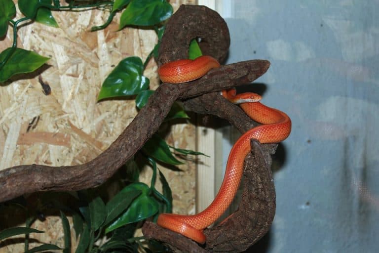 Corn Snake Care Sheet: A Simple (But Complete) Guide For Beginners