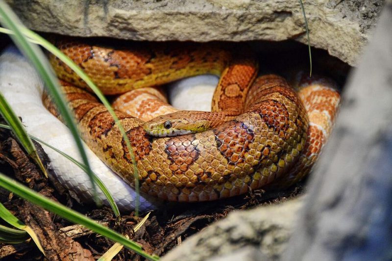 Corn Snake Habitat What Is The Ideal Tank Setup 