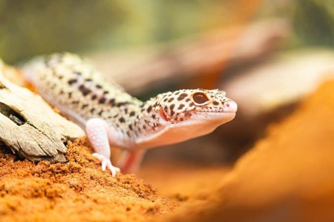 How To Tell If Your Leopard Gecko Is Happy?