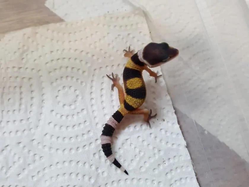 Leopard gecko from Grinning gecko breeder