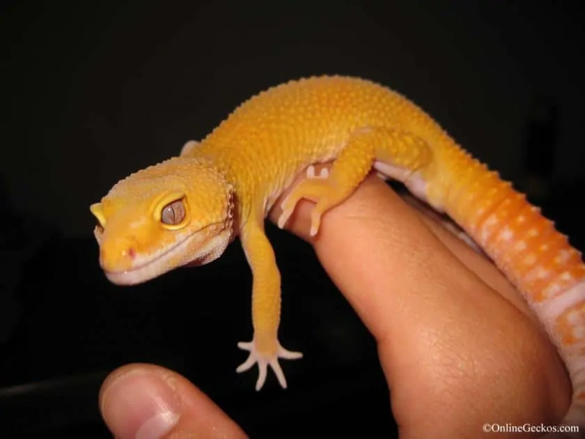 Friendly Leopard gecko on hand