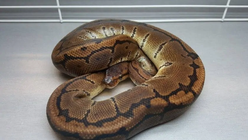 Microscale - Ball Python Traits - Morphpedia