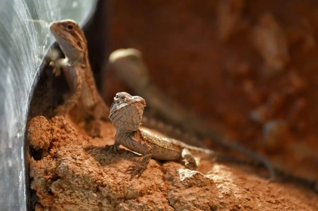 Baby bearded dragons in a house