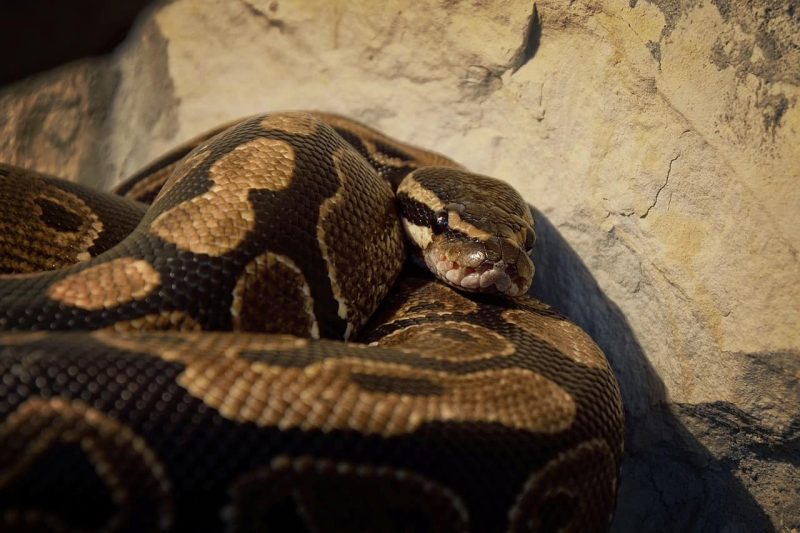 dehydrated ball python