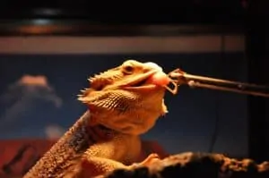 Bearded dragon feeding on insects