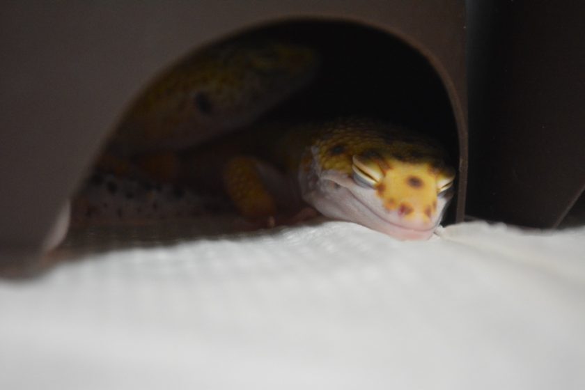 Leopard Gecko impaction