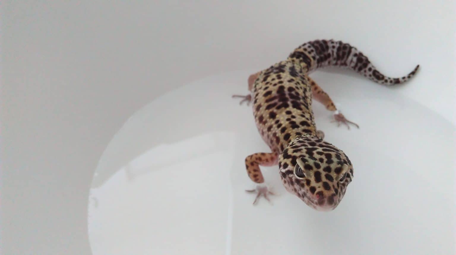 Leopard Gecko Impaction: Causes And Treatment