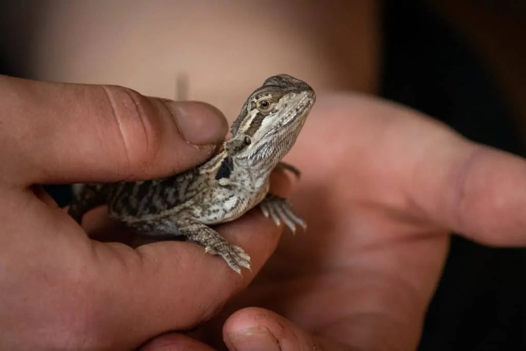 Vet checking bearded dragon tale