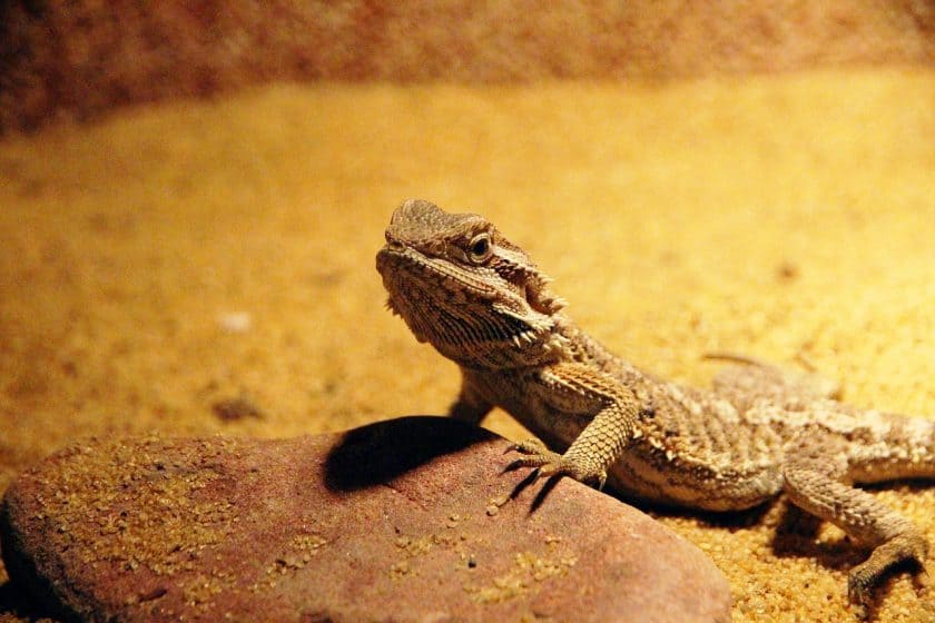 young bearded dragon 