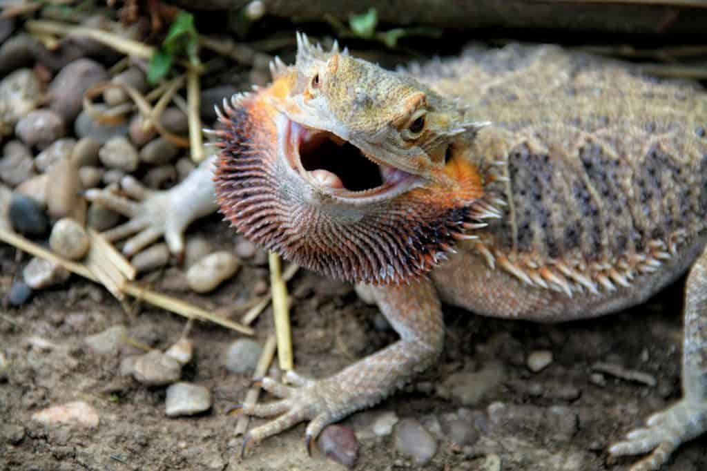 bearded dragon with a happy looking face