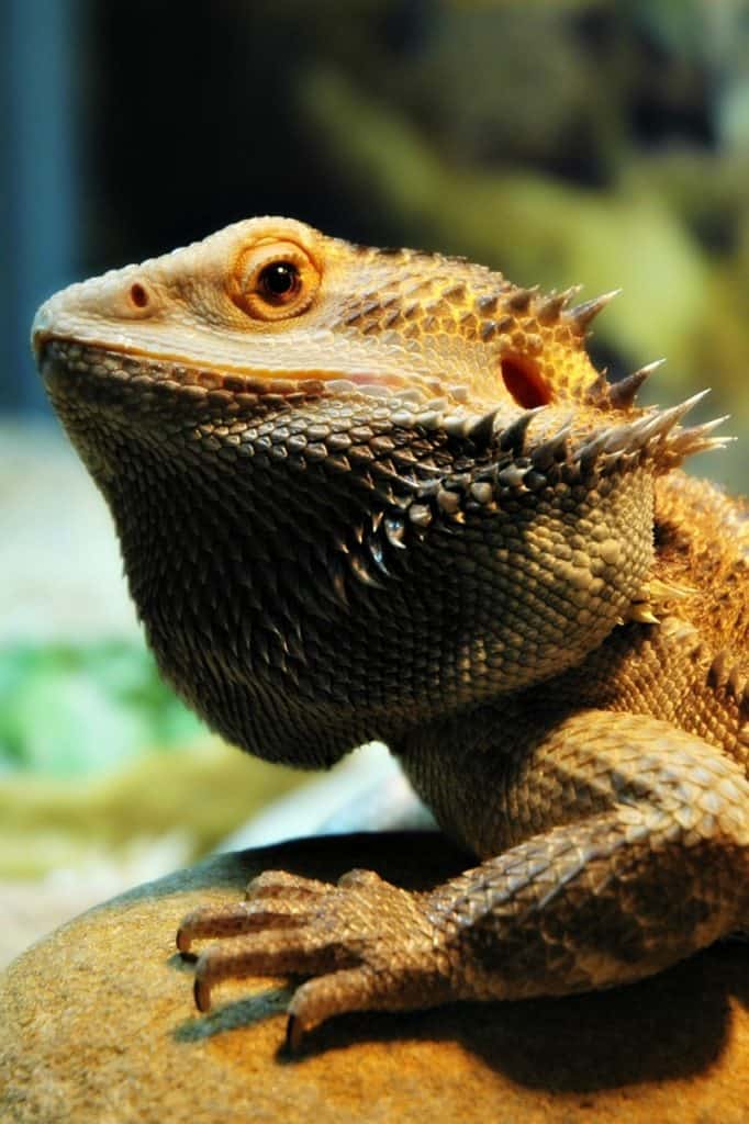 Bearded Dragon Behavior and Body Language