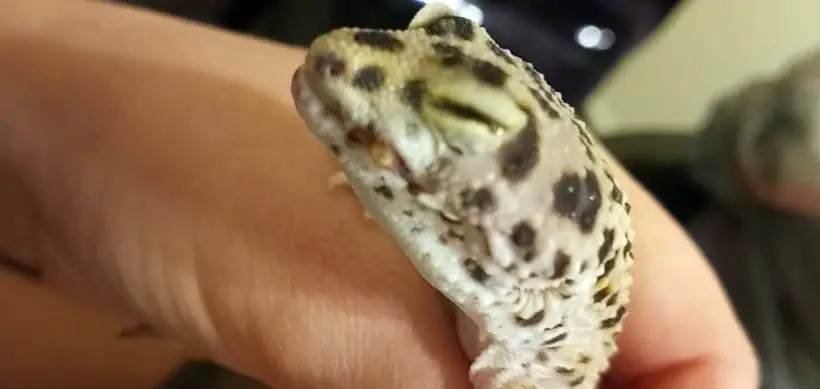 leopard gecko with mouth rot and eye infection