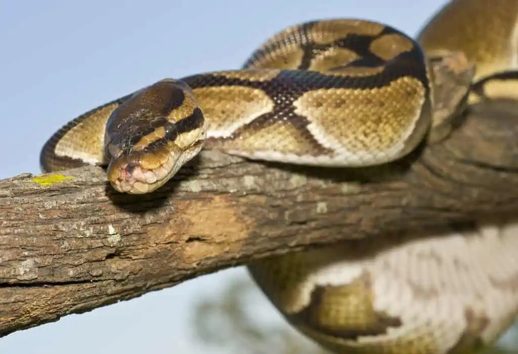 ball python crawling on wood