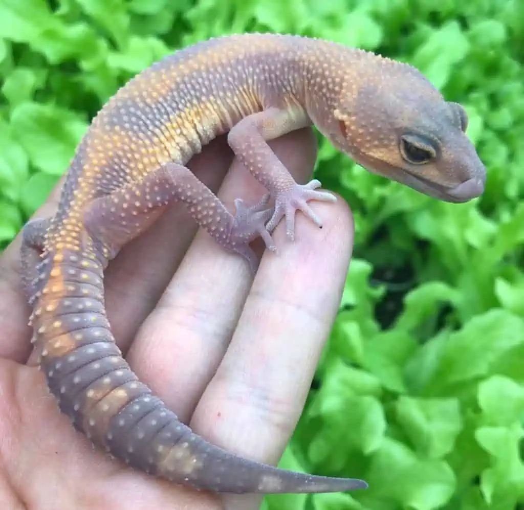 lavander leopard gecko on a hand