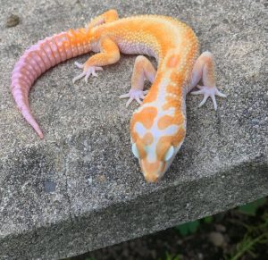 tremper tangerine leopard gecko