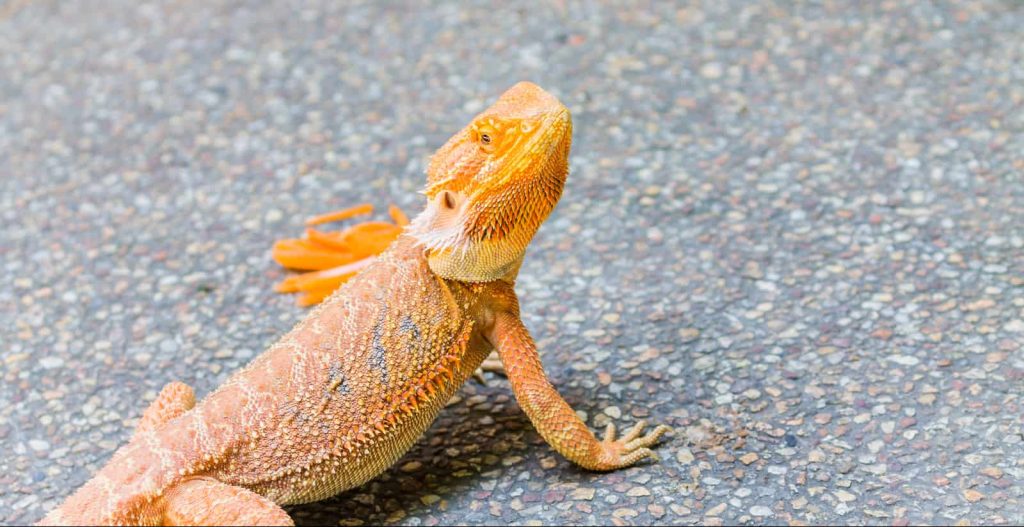 an image of a bearded dragon standing in concrete ground