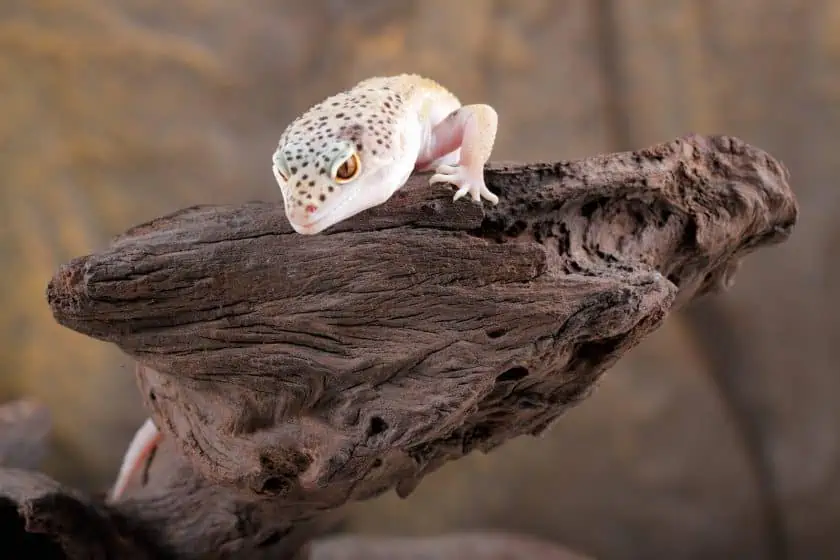 Dehumidifier for hot sale leopard gecko