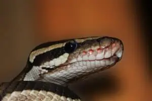 ball python close up