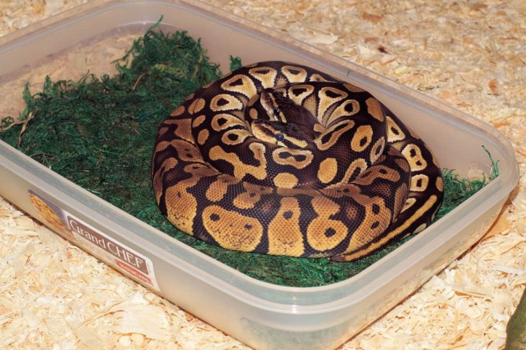 Ball Python Mouth Rot Prevention Symptoms And Treatment • Terrarium Quest 6450