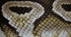 Ball python mites close up
