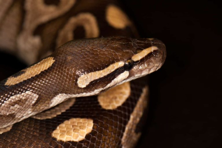 Ball Python Respiratory Infection (Symptoms & Treatment)