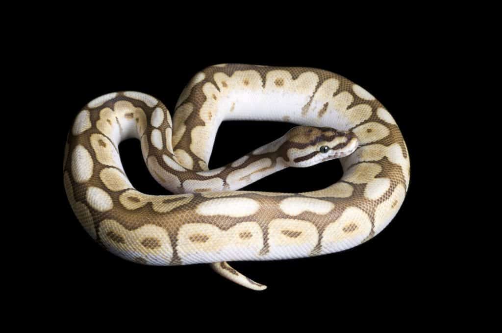 Ball Python curled