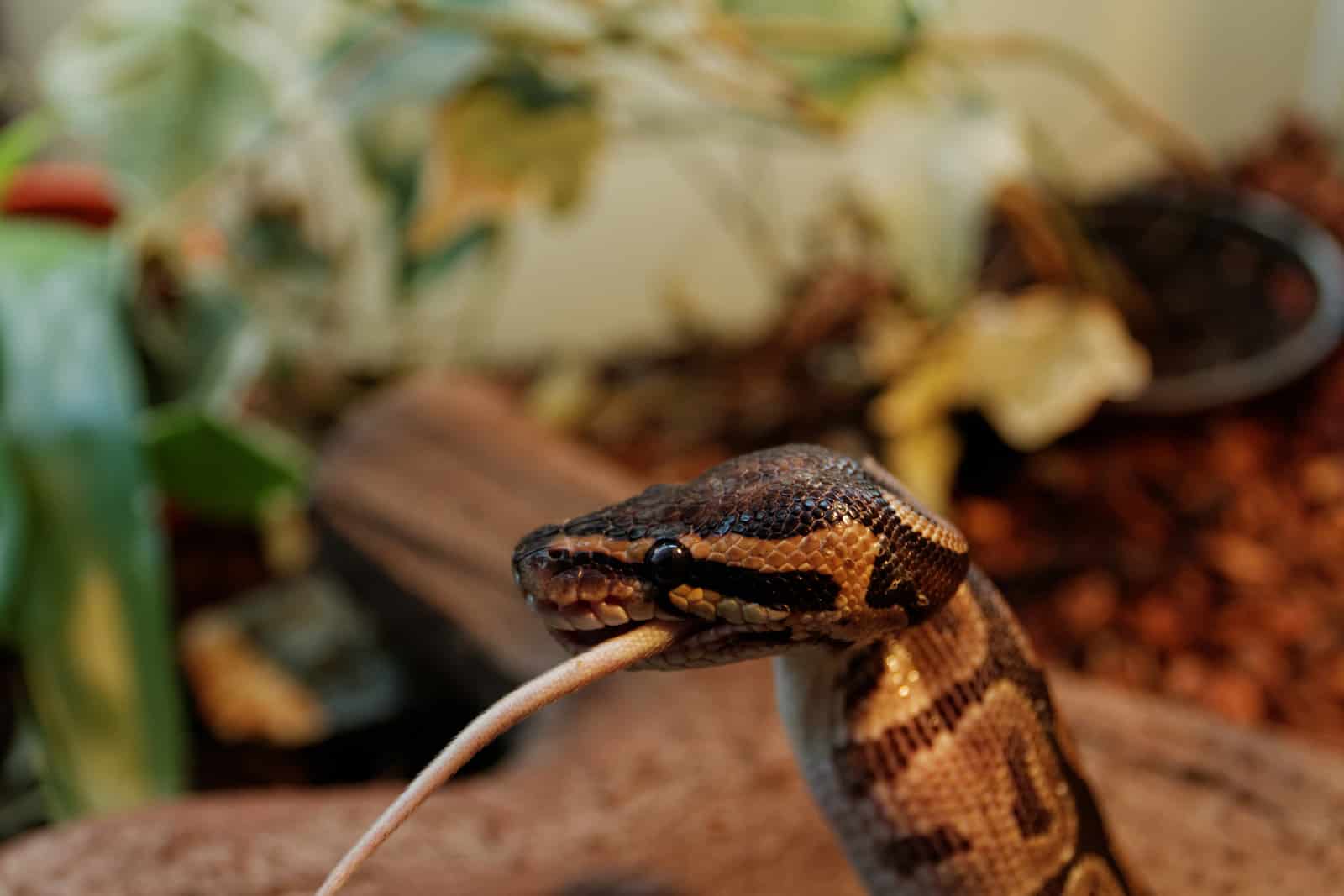 Ball Python Feeding Chart Guide Schedule Terrarium Quest