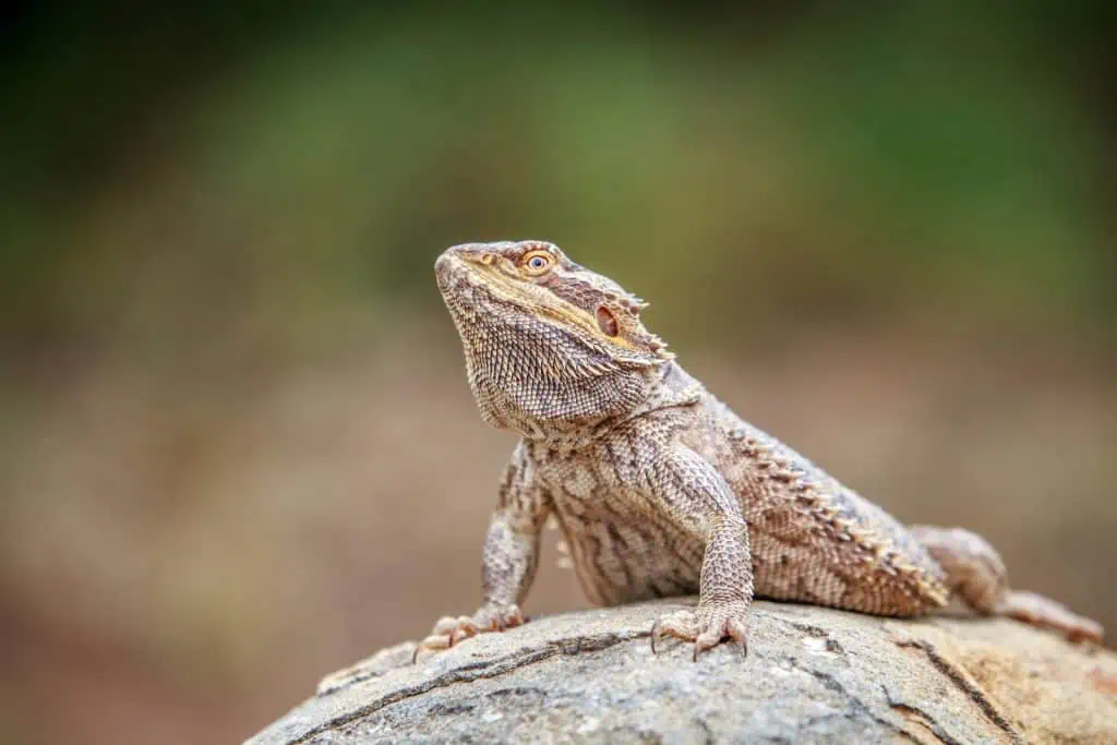 Bearded Dragon Basking on a rock