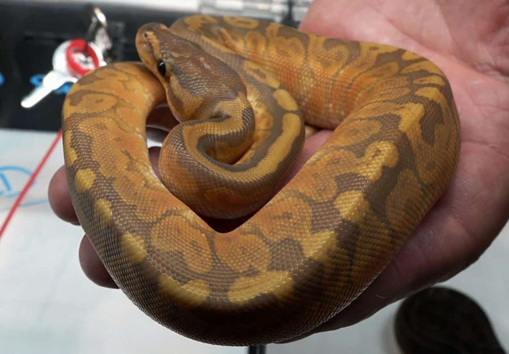 sunset ball python - Palumbos pythons & boas