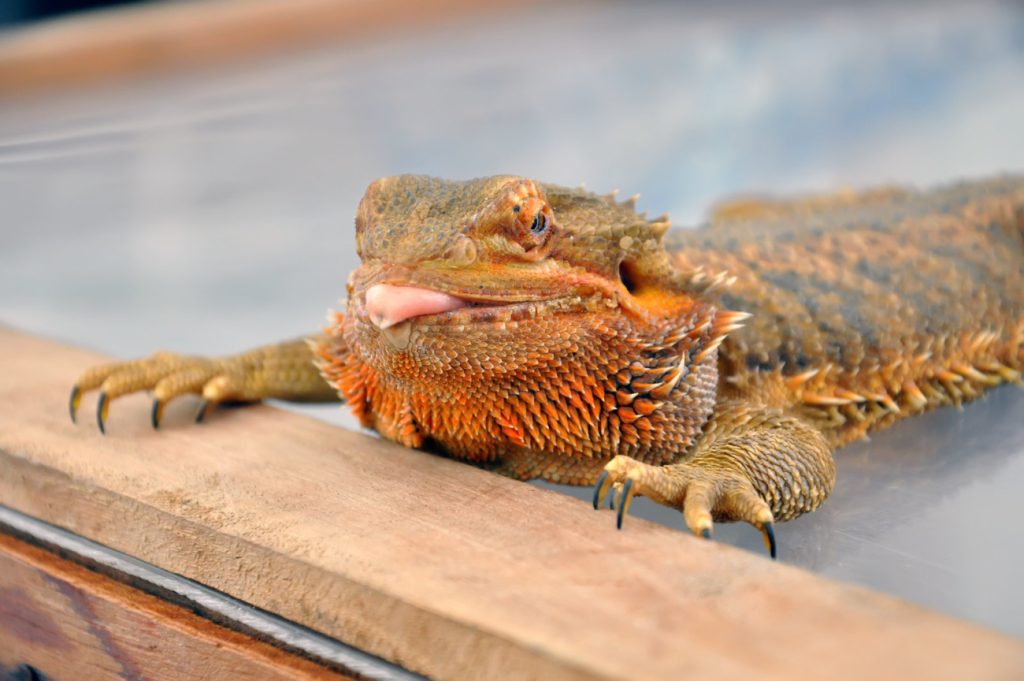 What Does It Mean When a Bearded Dragon Licks You