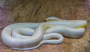 Albino Corn snake wrapped
