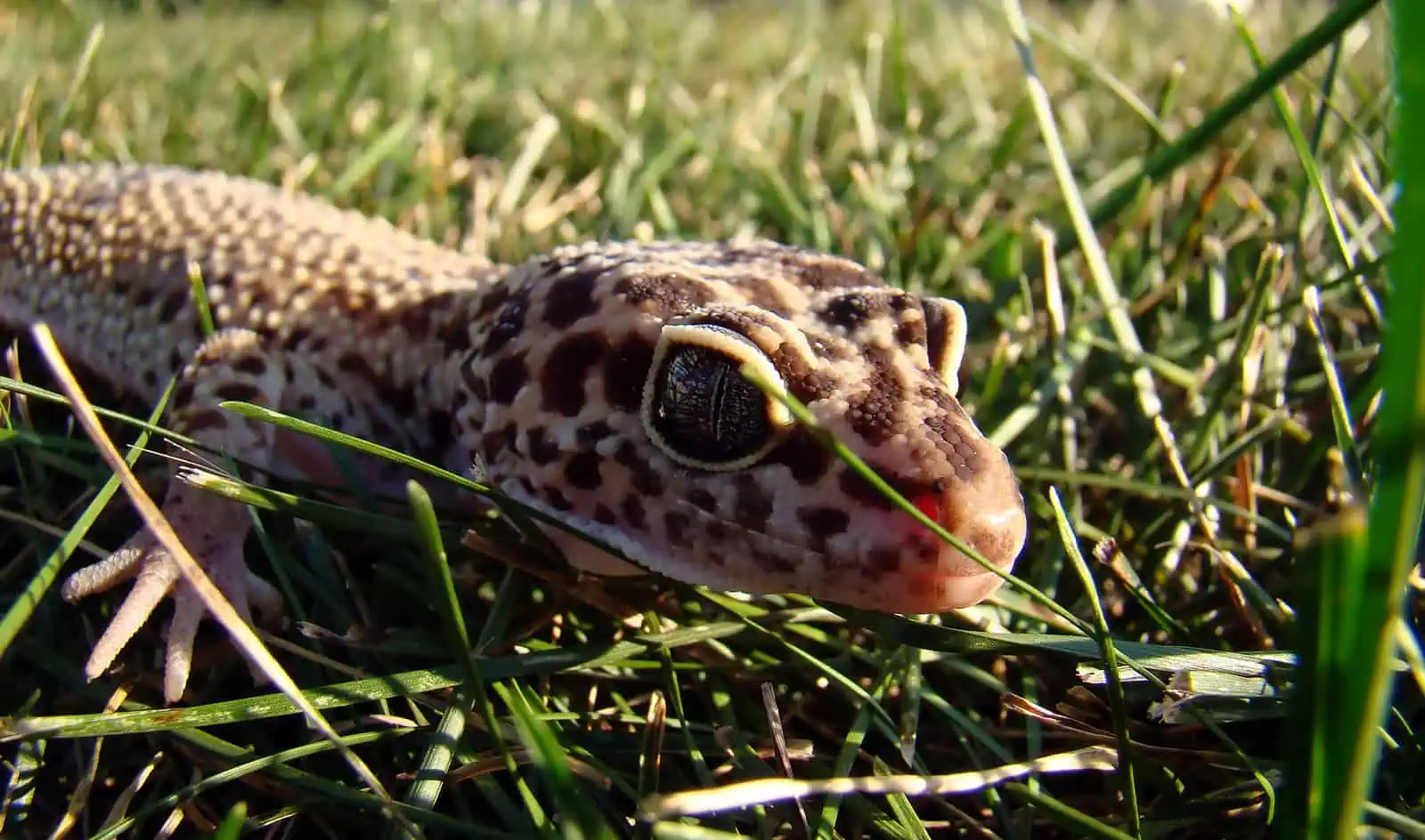 close up of leopard gecko