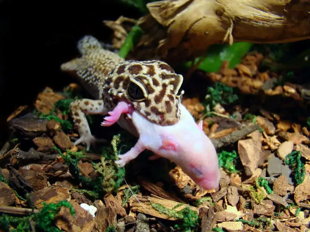 leopard gecko eating