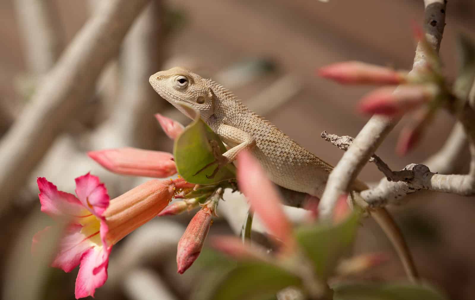 Live plants clearance for bearded dragons