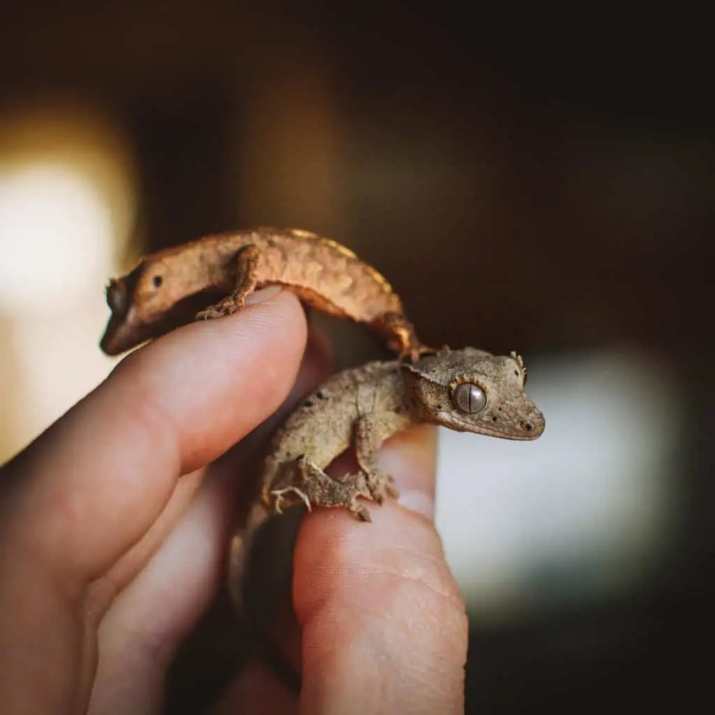 crested gecko babies on a hand