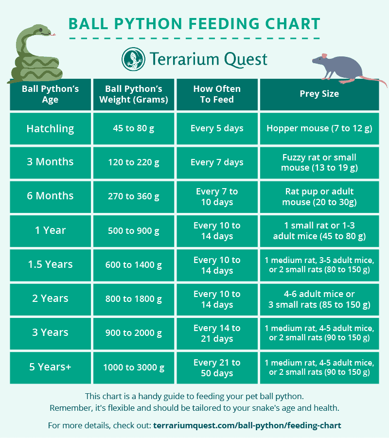 Ball Python Feeding Chart Guide Schedule Terrarium Quest