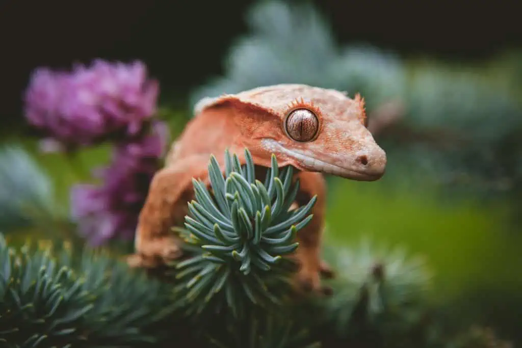 crested gecko resting on a mini tree with flowers