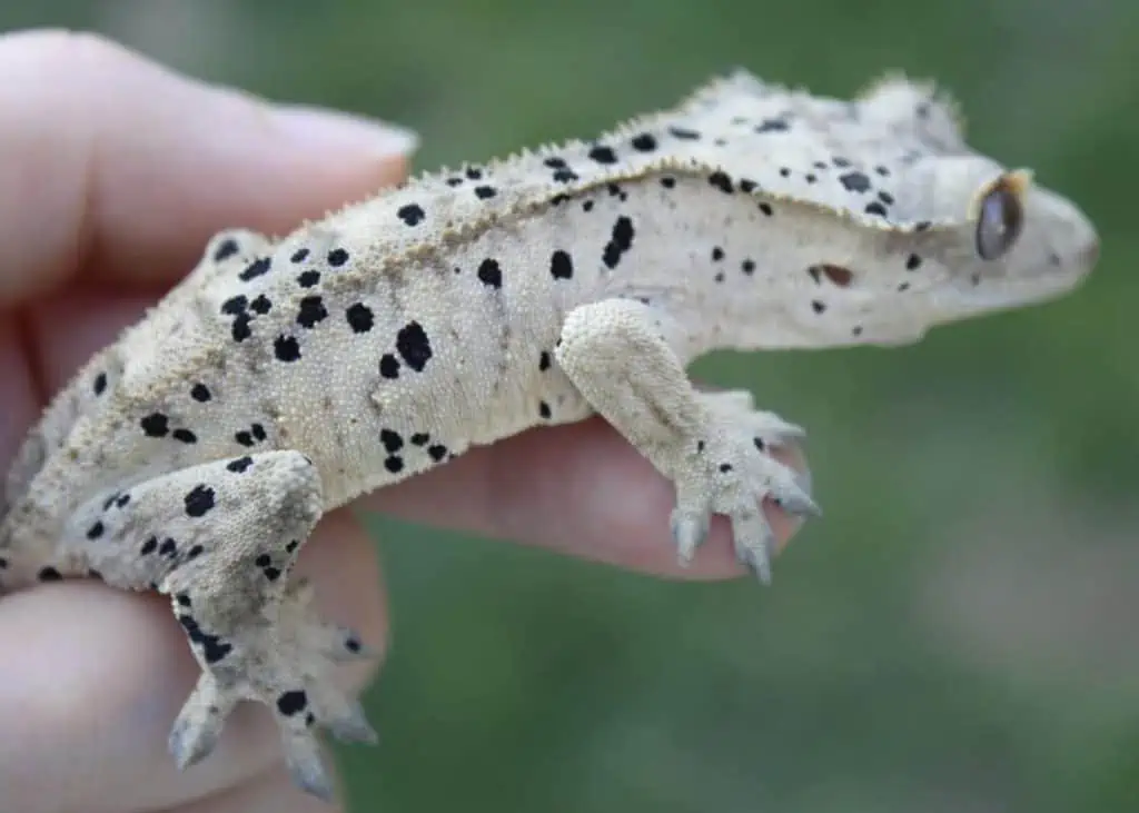 spotted crested gecko being held