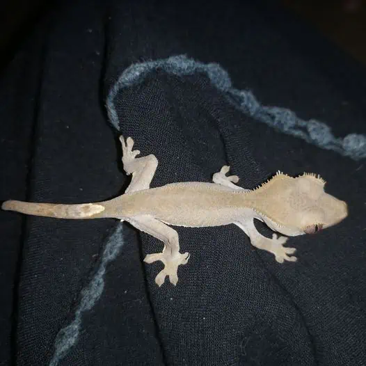 a Bi-color Crested Gecko over fabric