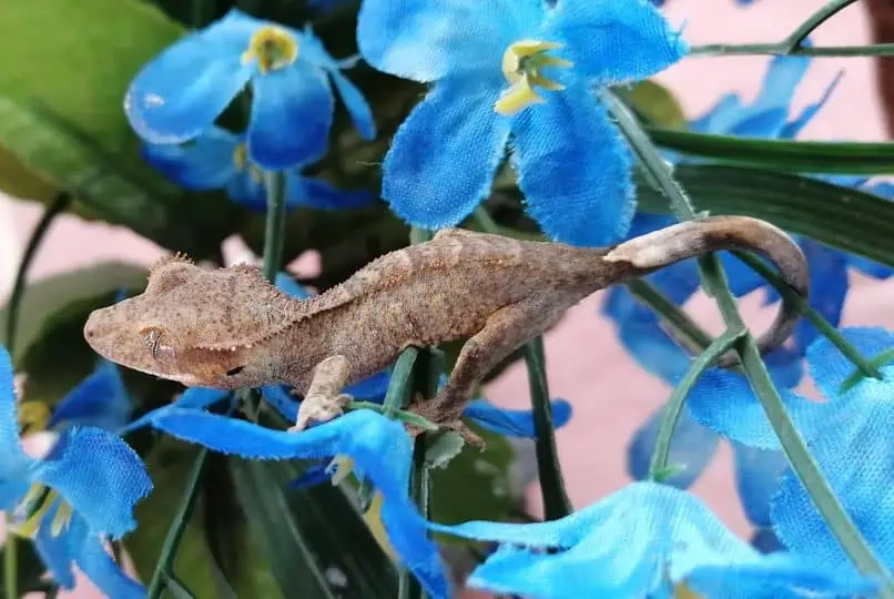 a Brindle Crested Gecko over some fake flowers