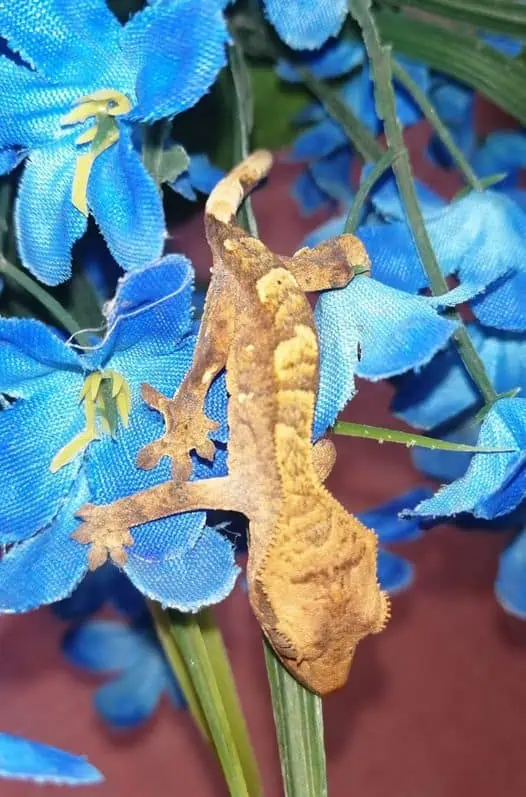 Tiger Crested Gecko over some fake flowers