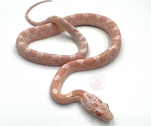 Corn Snake Morphs and Genetics: The Ultimate Guide