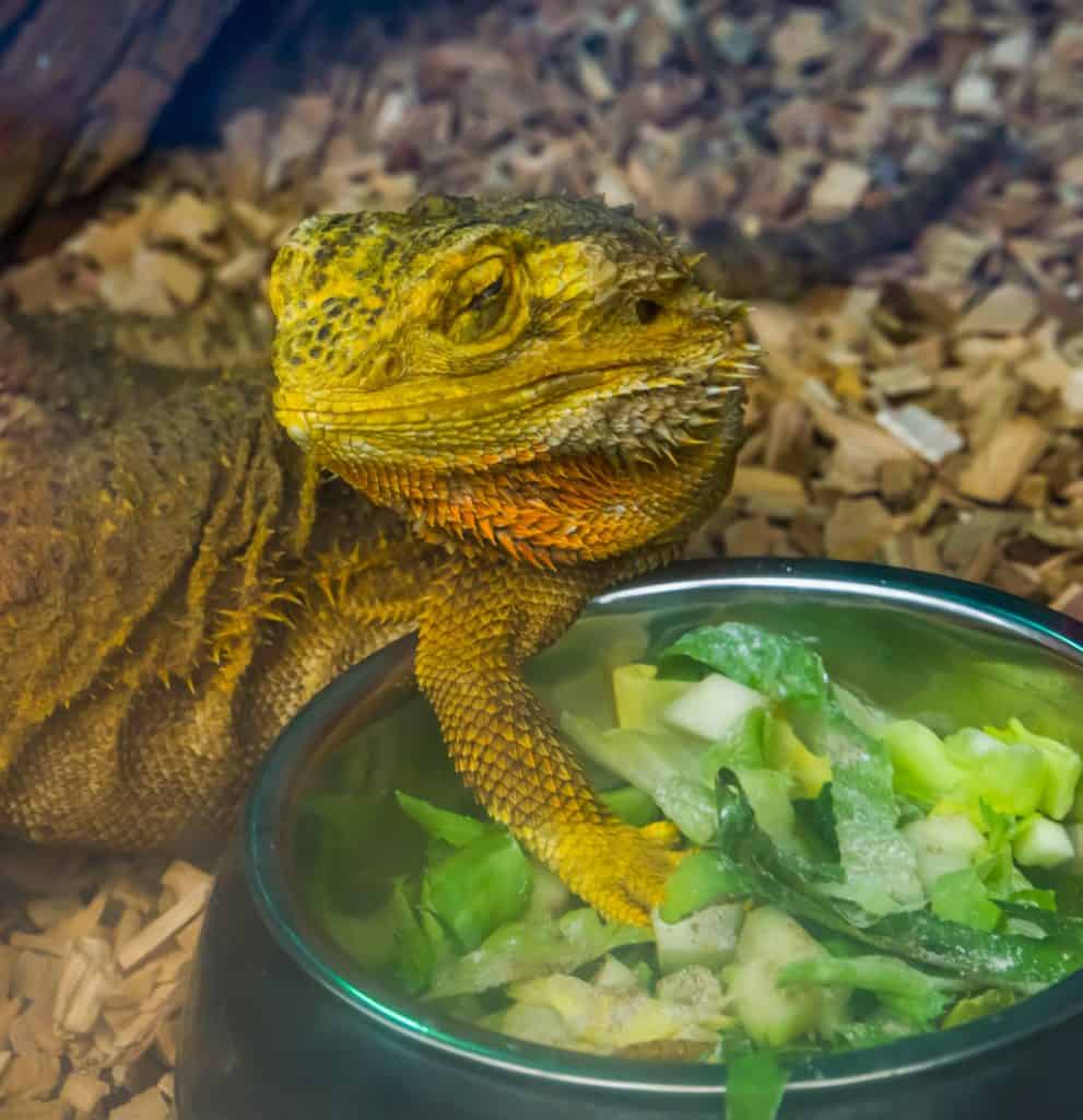 Bearded dragon feeding bowl sale