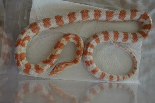 Corn Snake Morphs and Genetics: The Ultimate Guide