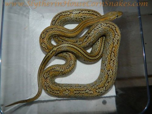 Corn Snake Morphs And Genetics: The Ultimate Guide