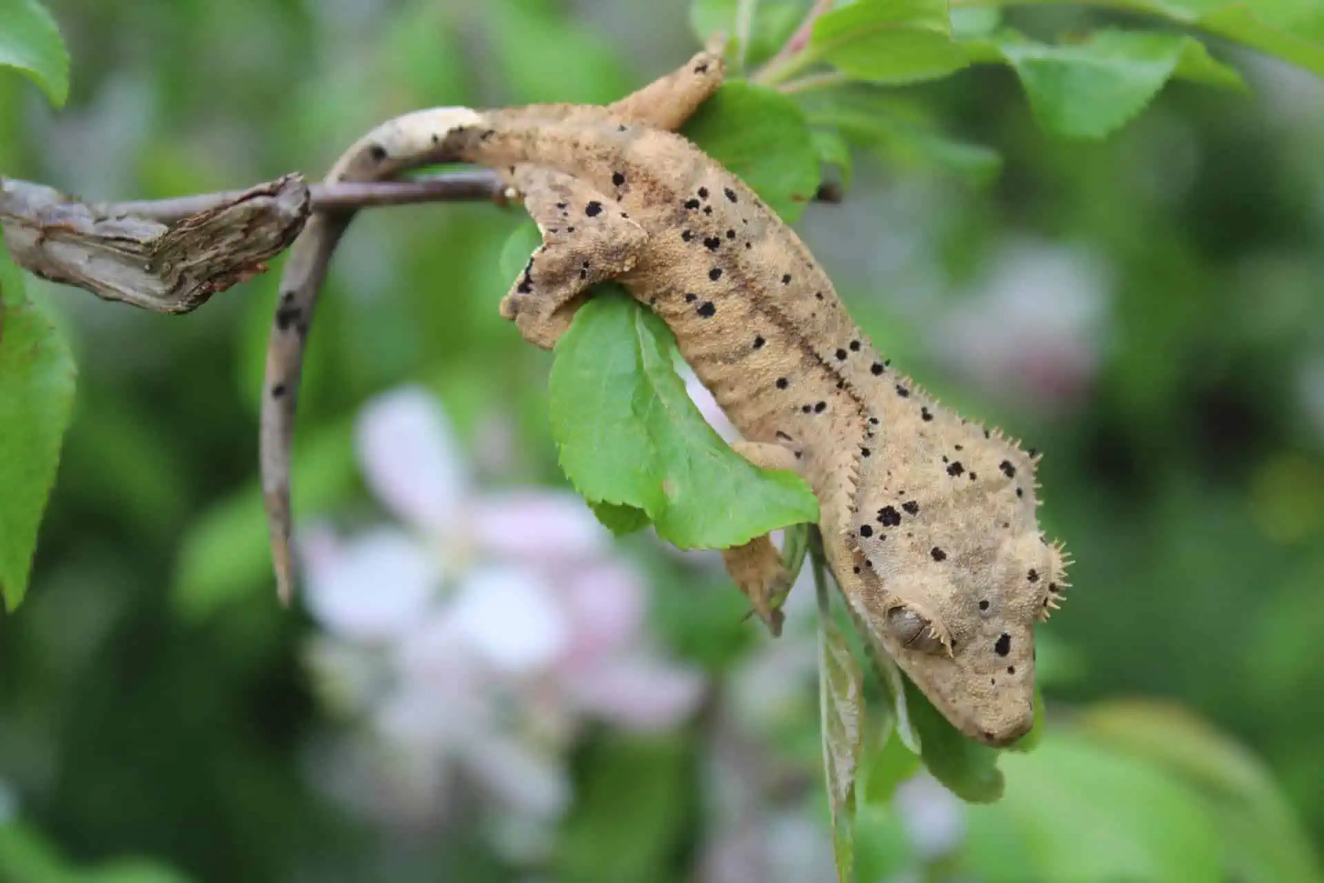 a dalmatian Crested Gecko over some branches